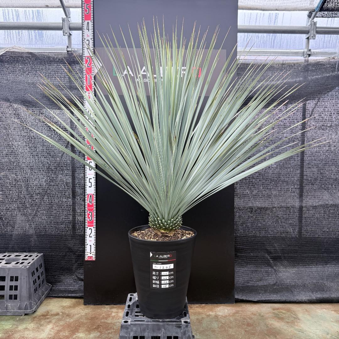 【AL1205】ユッカ　ロストラータ　ランチョブルー（品種名）