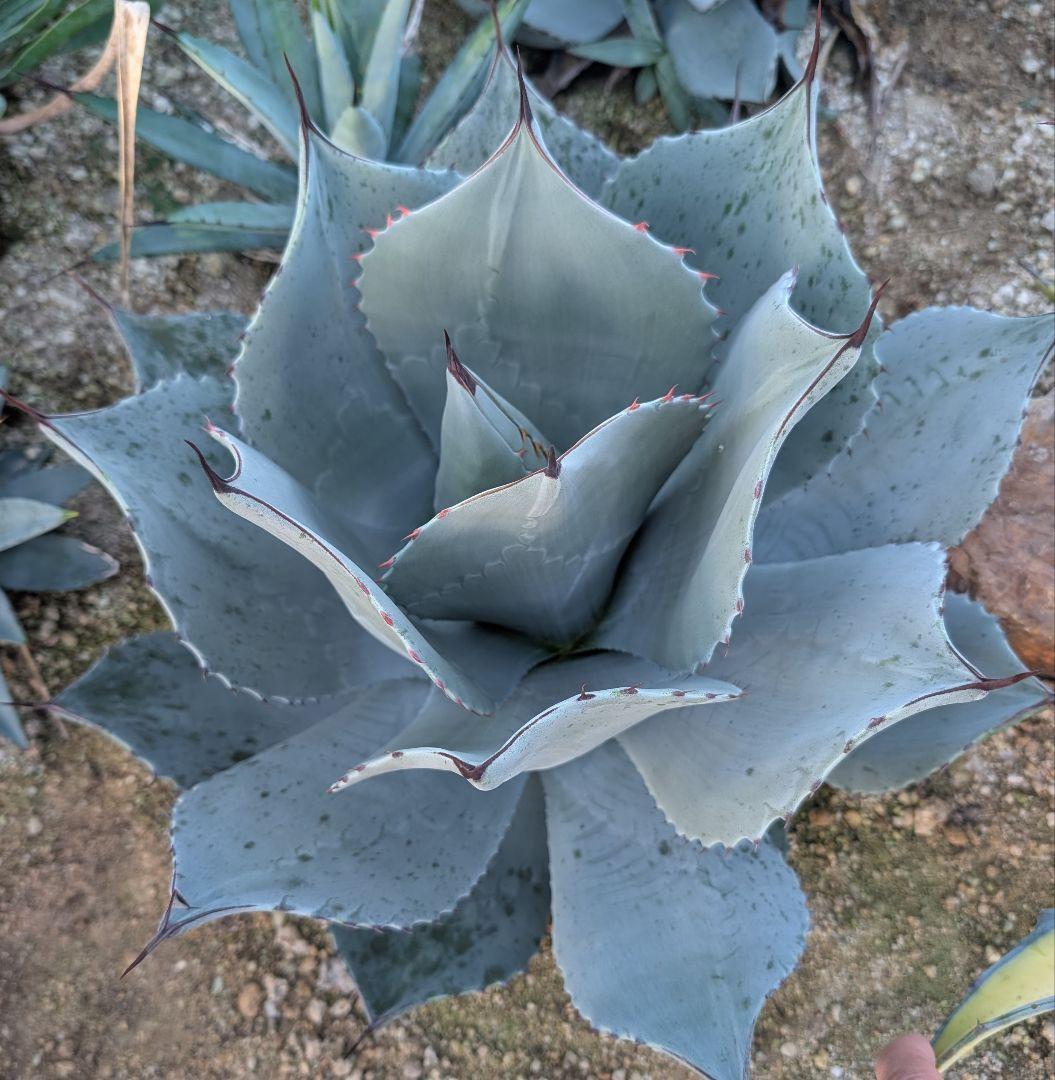 美株 ☆アガベ ☆パリートランカータ 実生株大株 灰青葉×赤棘 コントラスト良好