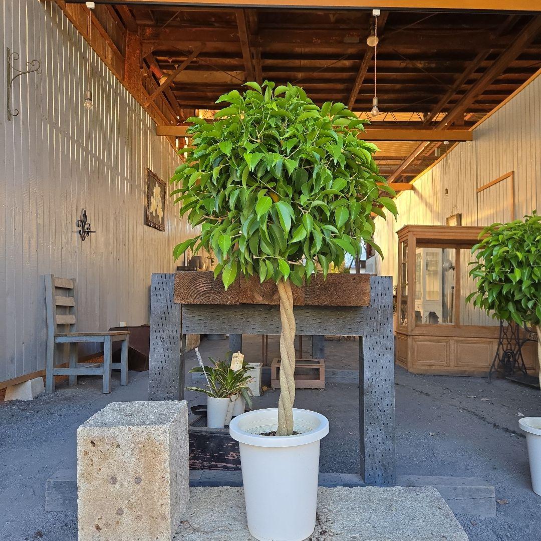 ①　フィカス　ベンジャミン　ネジリ　8号　特大苗木最高等級極上品‼️