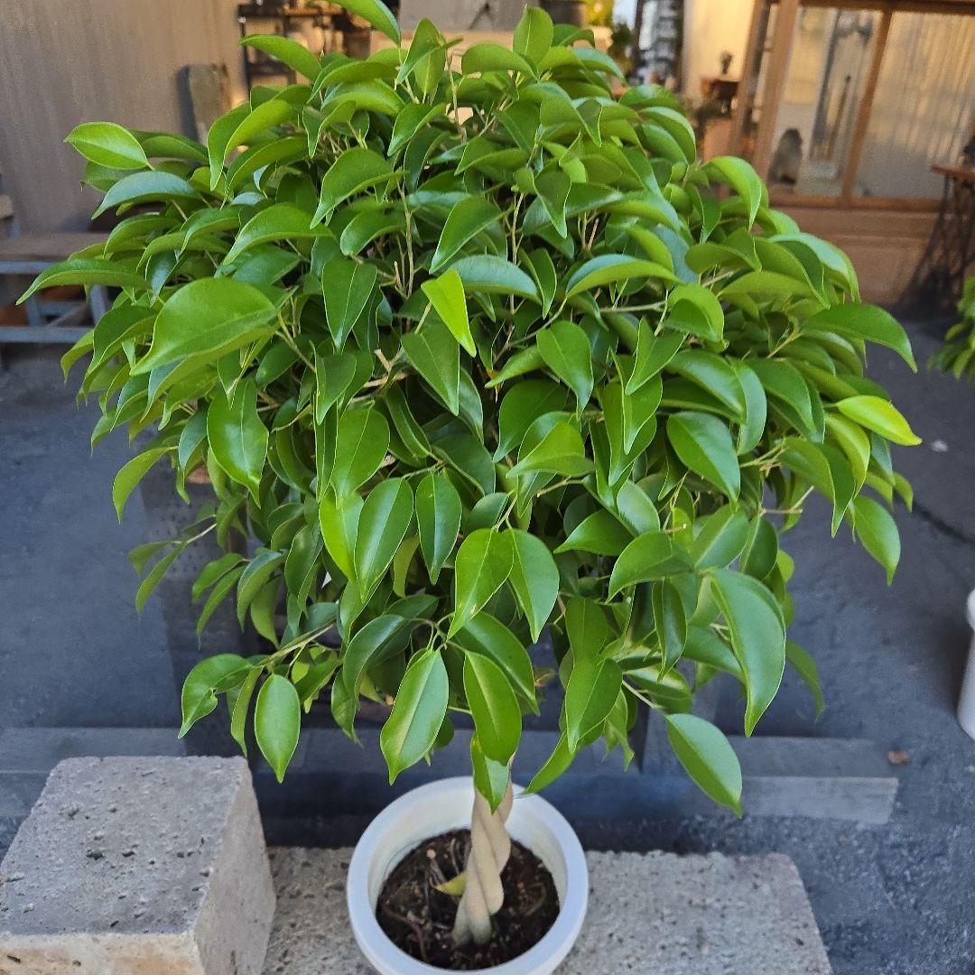 ①　フィカス　ベンジャミン　ネジリ　8号　特大苗木最高等級極上品‼️