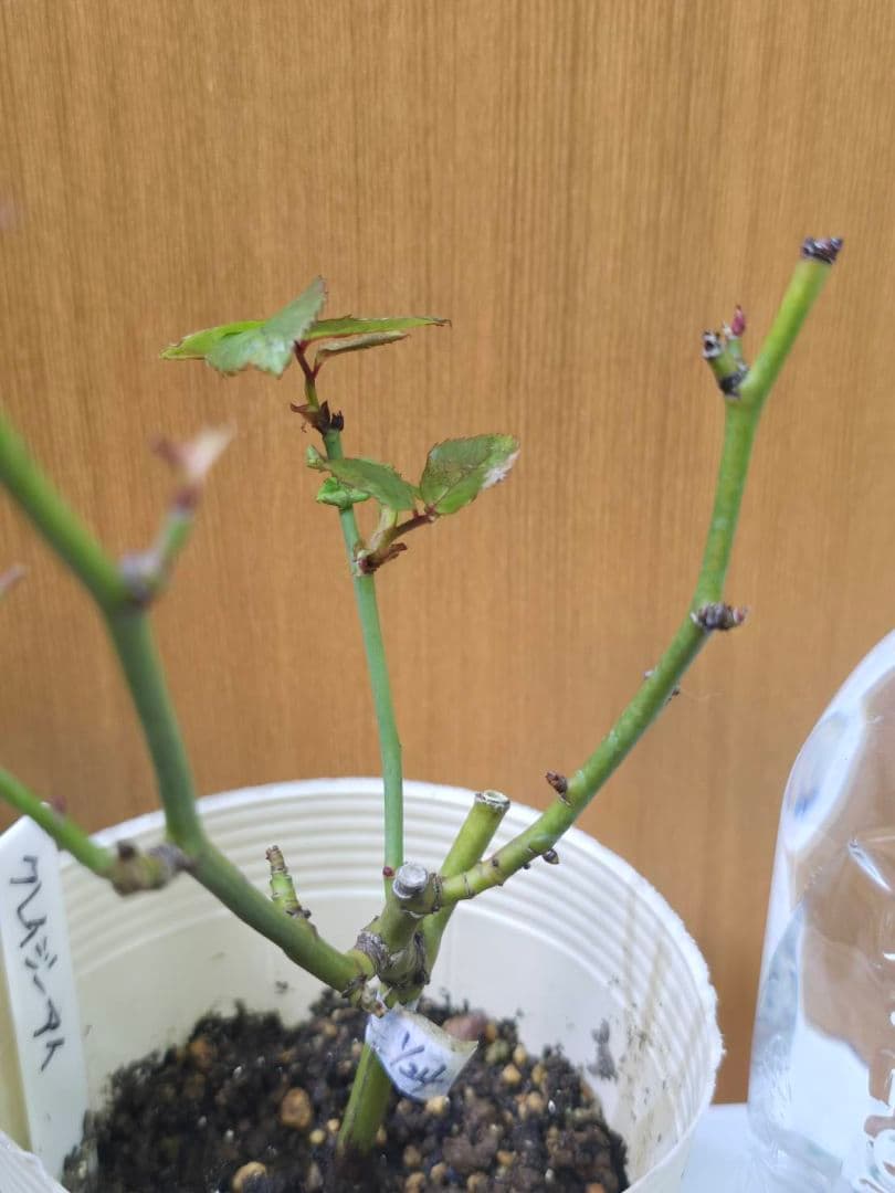 S様✦バラ苗✦ꕥ。.ご確認用ページꕤ‿ꕤ.。