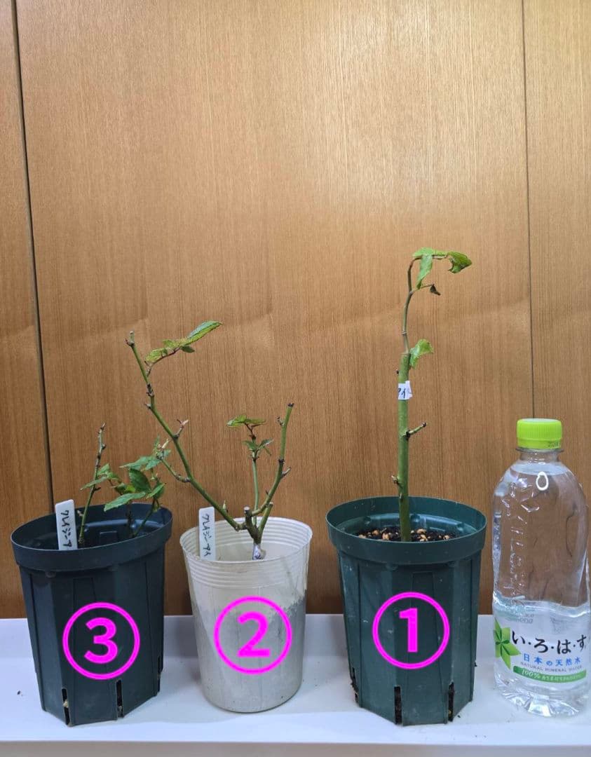 S様✦バラ苗✦ꕥ。.ご確認用ページꕤ‿ꕤ.。