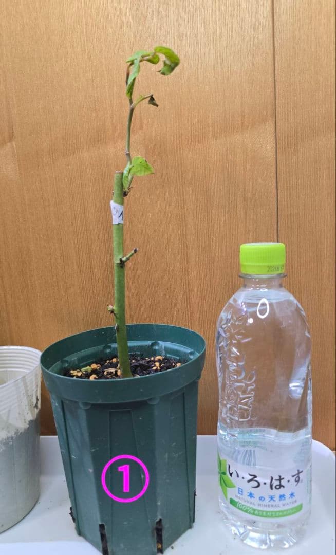 S様✦バラ苗✦ꕥ。.ご確認用ページꕤ‿ꕤ.。