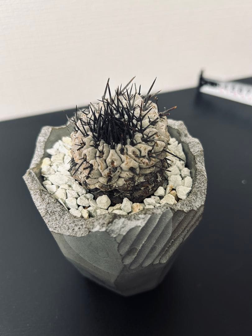 最終値下　コピアポアシネレア　現地球黒王丸　n/oh