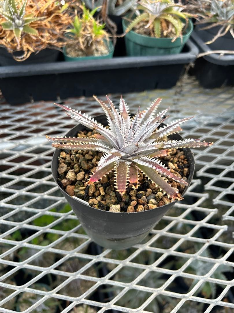 メガレア ビルベイカー ディッキア Dyckia First Cousin ⑴
