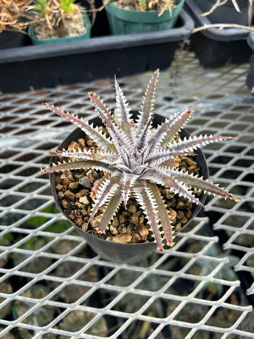 メガレア ビルベイカー ディッキア Dyckia First Cousin ⑴