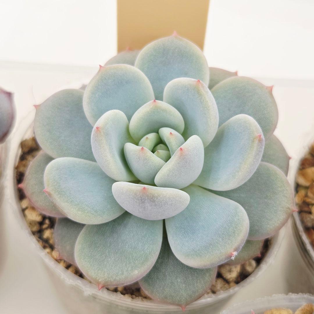 ひかる様 5苗 メルカリ便送料込