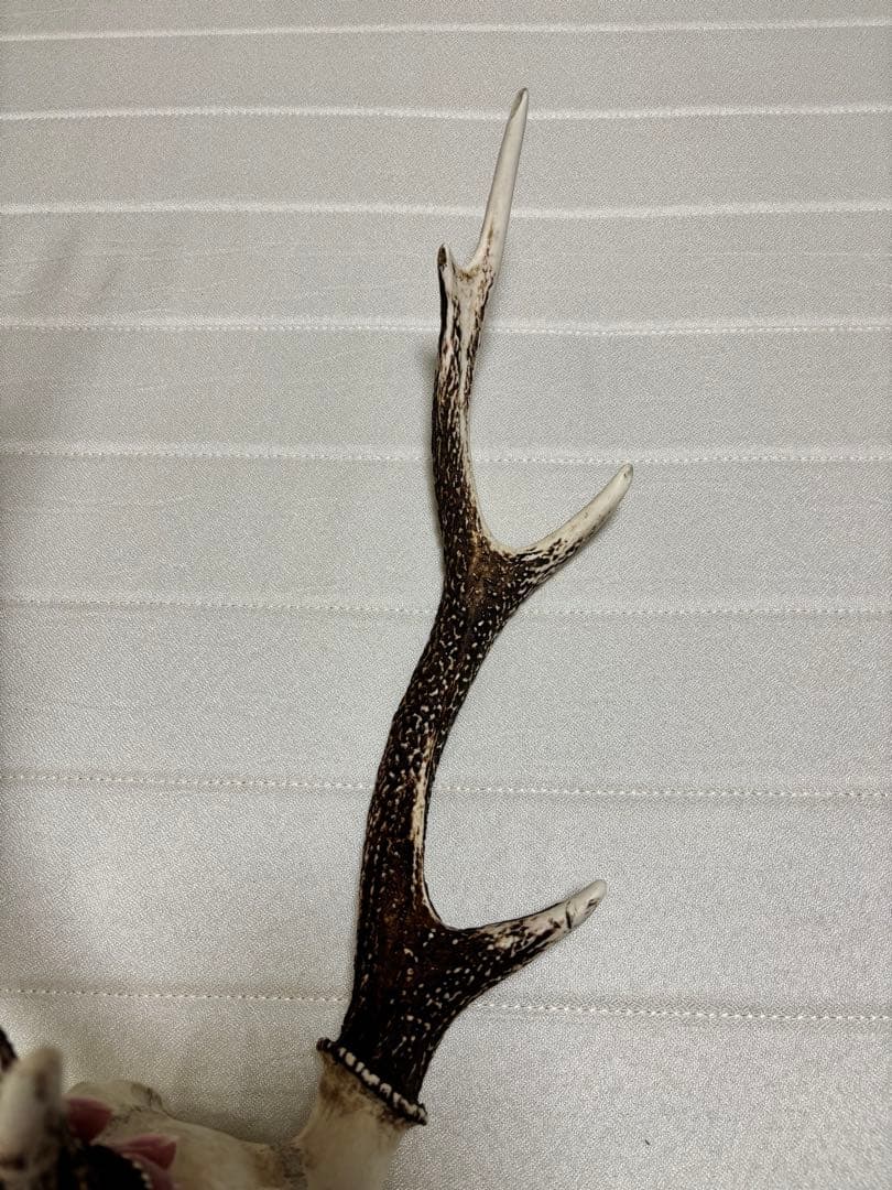 キュウシュウジカの角(頭骨付き)①