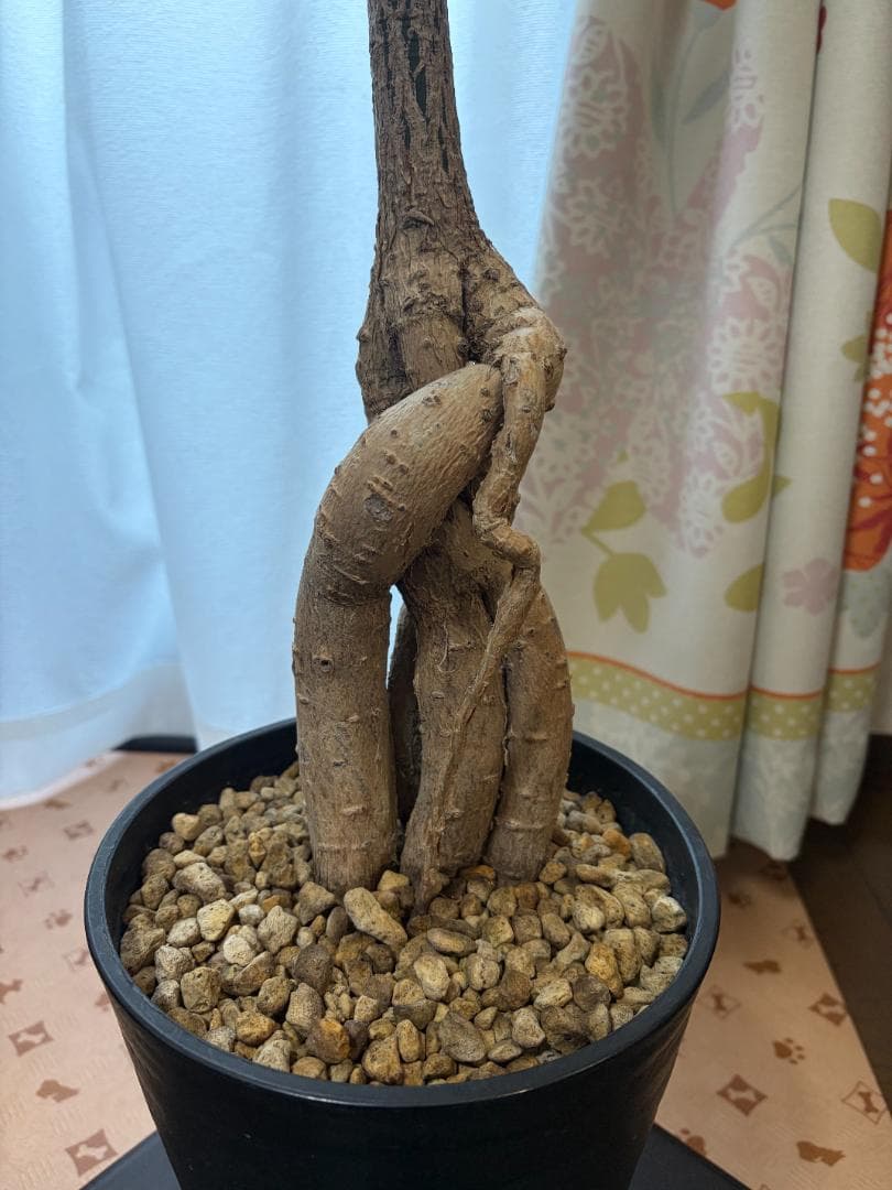 【引き取り限定】 ボトルツリー ブラキキトン 大型