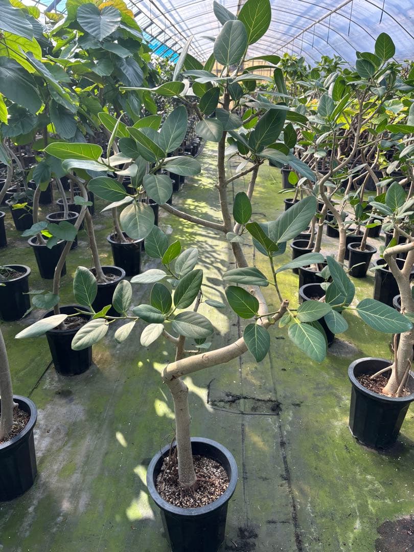 螺旋状のベンガレンシス10号　160センチ　現品