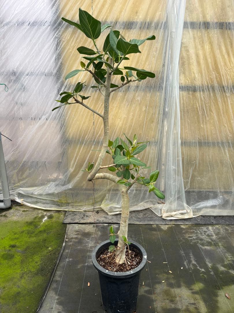 螺旋状のベンガレンシス10号　160センチ　現品