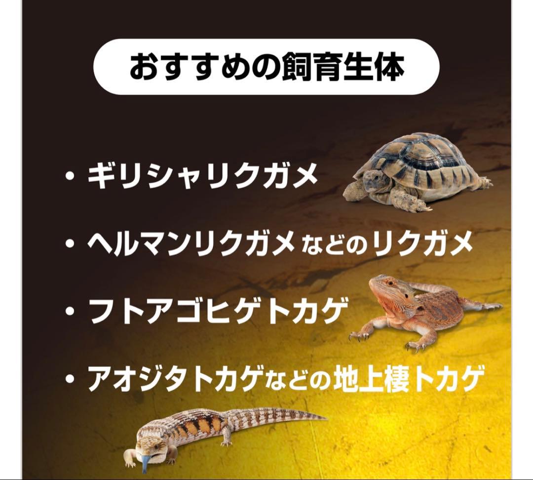 GLASS TERRARIUM 6030 飼育セット