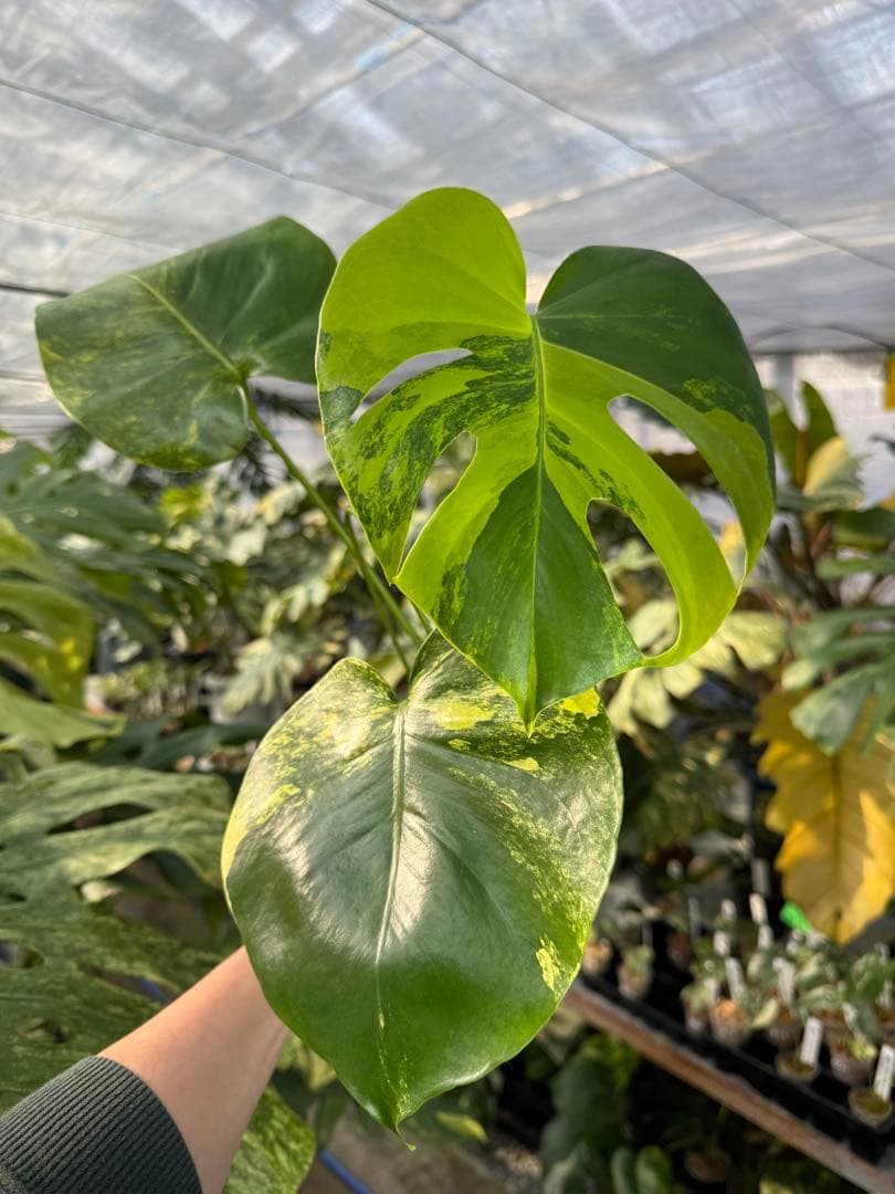 モンステラ　イエローマリリン　黄斑入り　健康株　朝礼セール