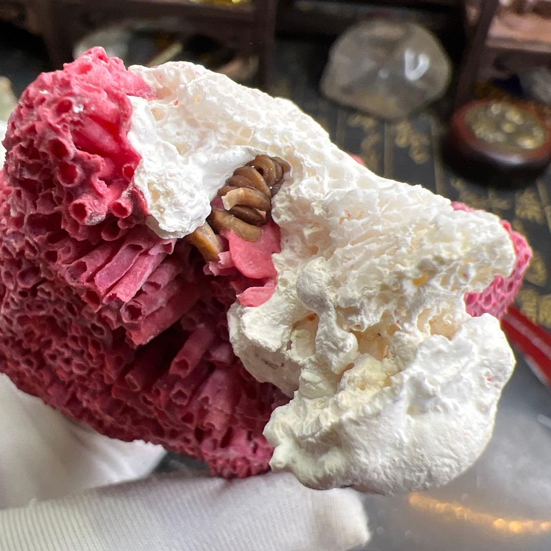 大人気 極希少 エジプト産 管状 赤珊瑚 レッド 原石 鉱物標本