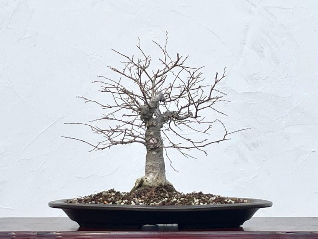 三河盆栽　ケヤキ　欅　箒立ち　ホウキ仕立て　素材　根張り良い　葉物　盆栽　古木