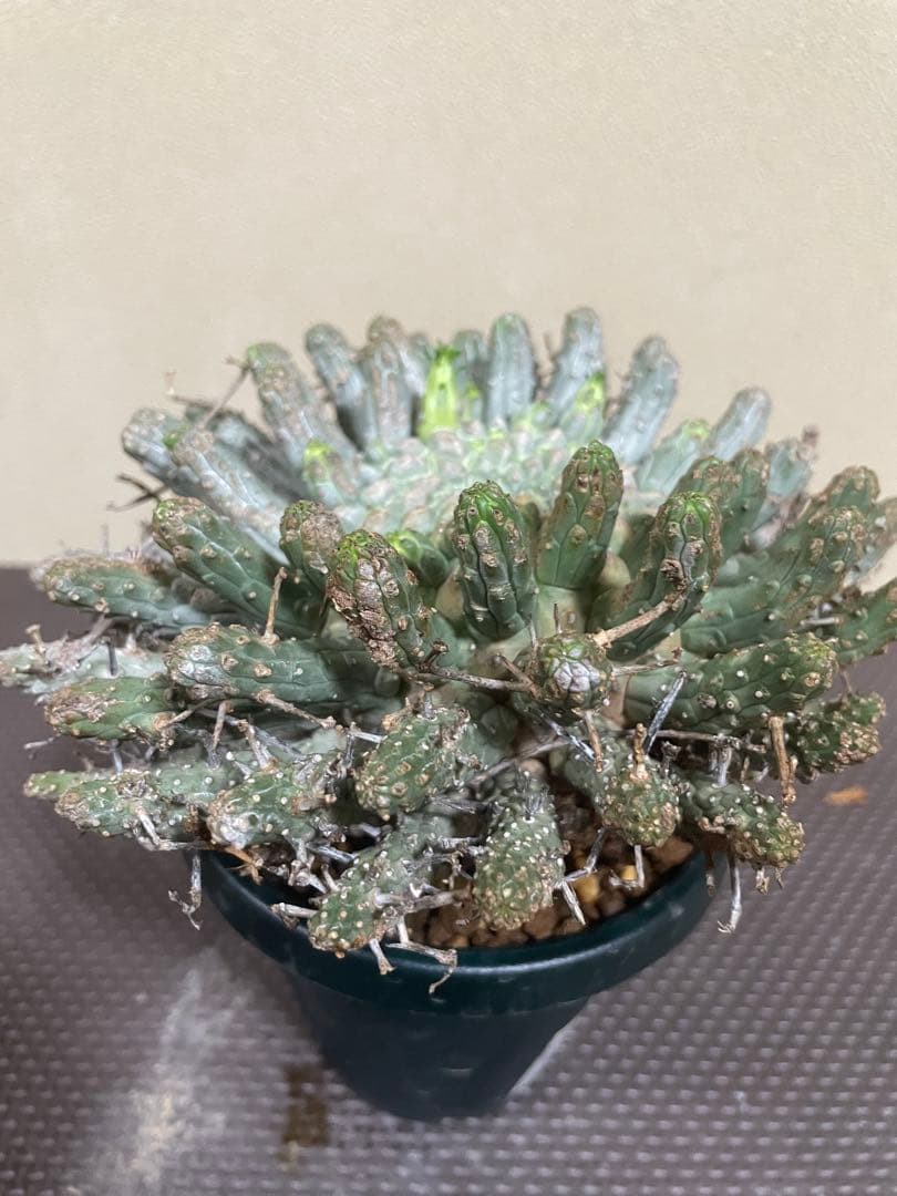 ユーフォルビアフスカ　現地株　発根済み