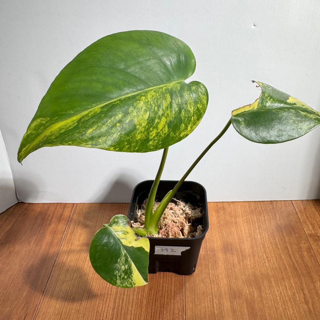 モンステラ　デリシオーサ　イエローマリリン　M2