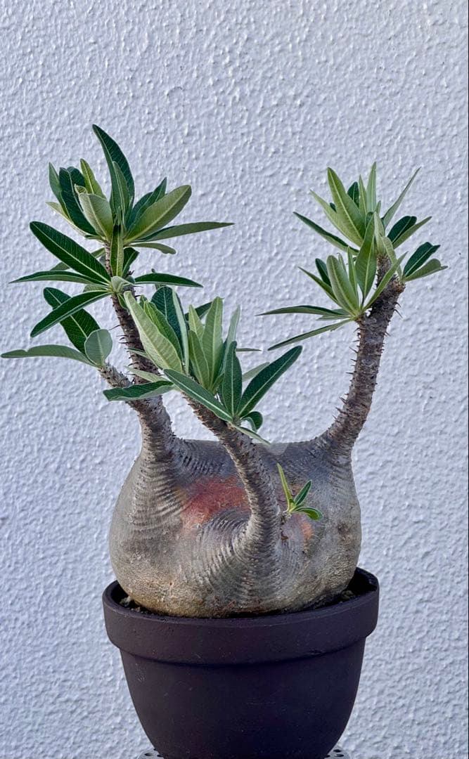 パキポディウム グラキリス　発根済み