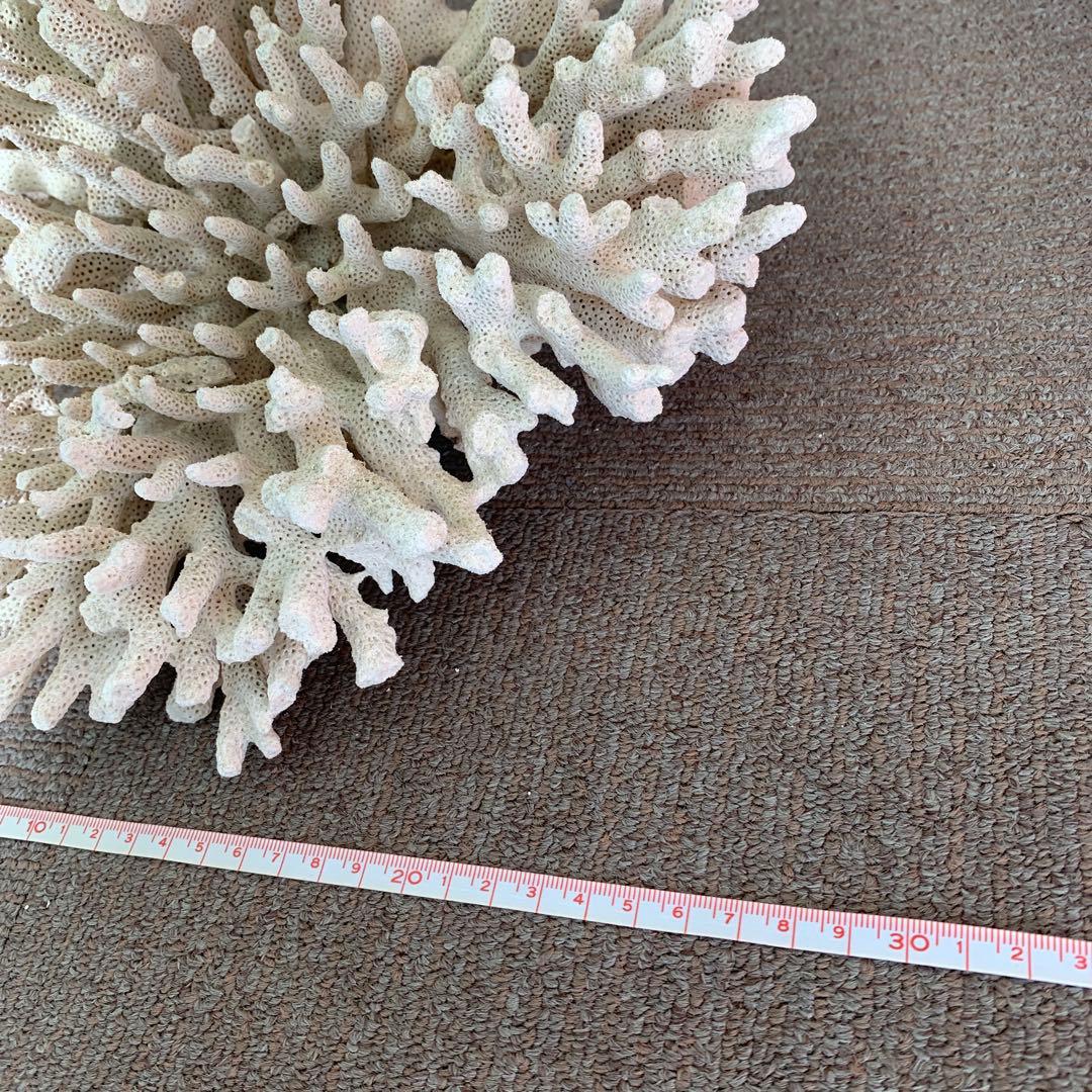 コーラル レイアウト用品 約30cm ホワイト