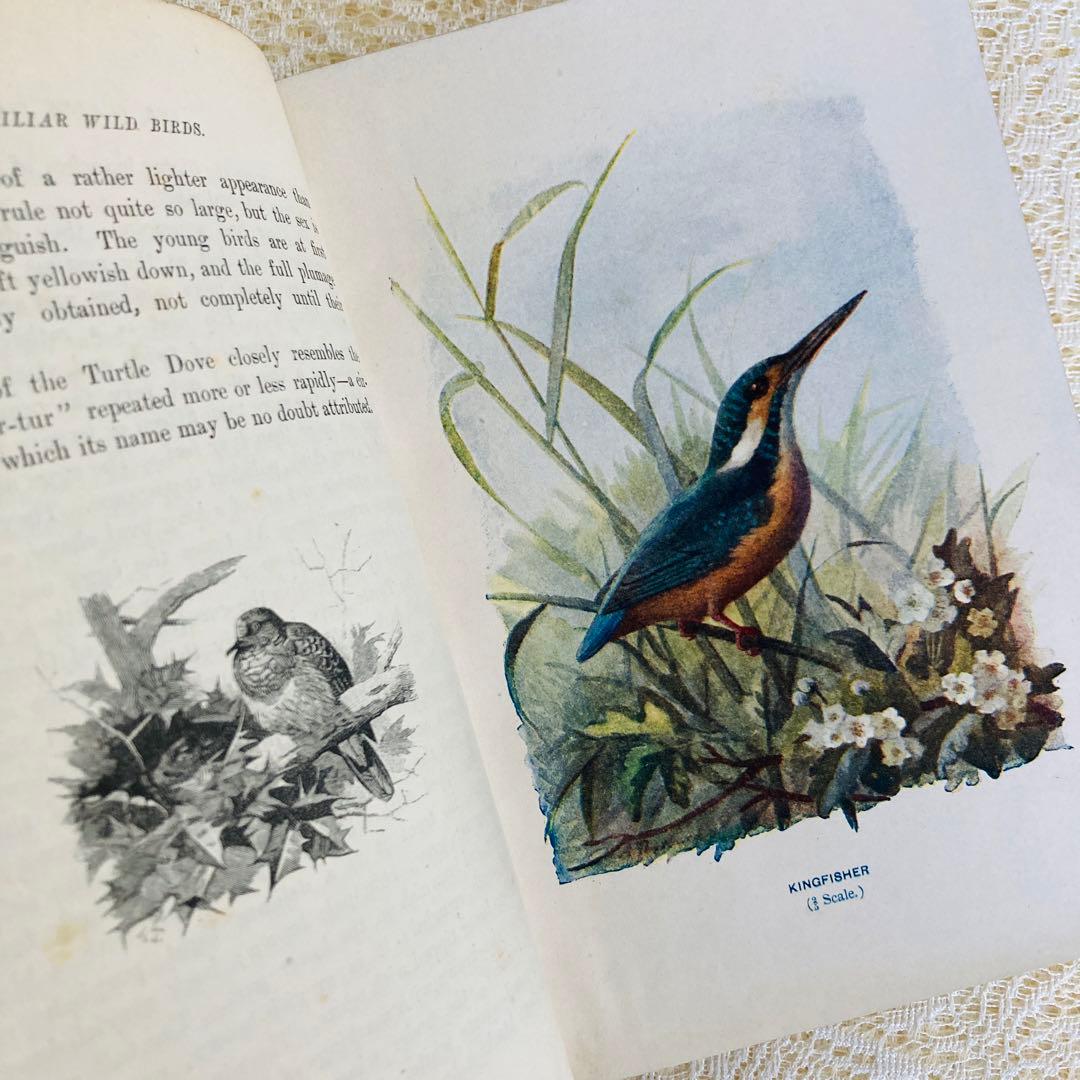 洋書　古書　Familiar Wild Birds 1&2巻　アンティーク鳥図鑑