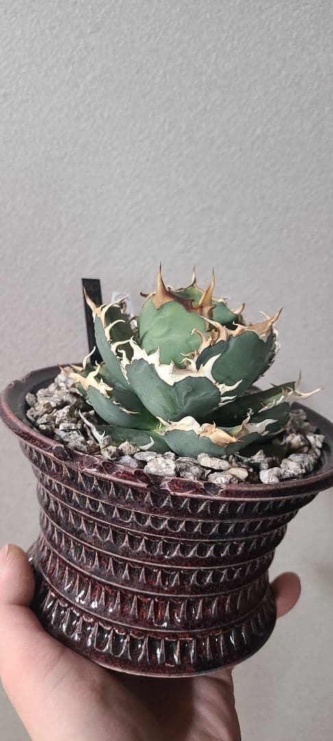 [最終値下げ]アガベ チタノタ 烈焔 レツエン