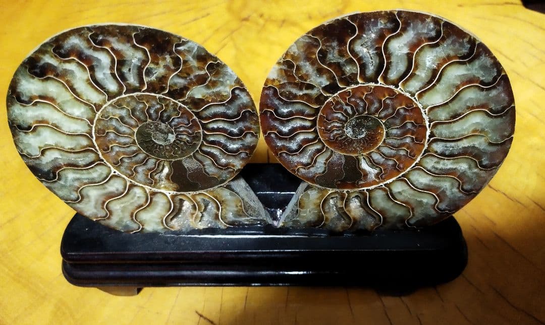 アンモナイト化石置物 ハーフカット台座付