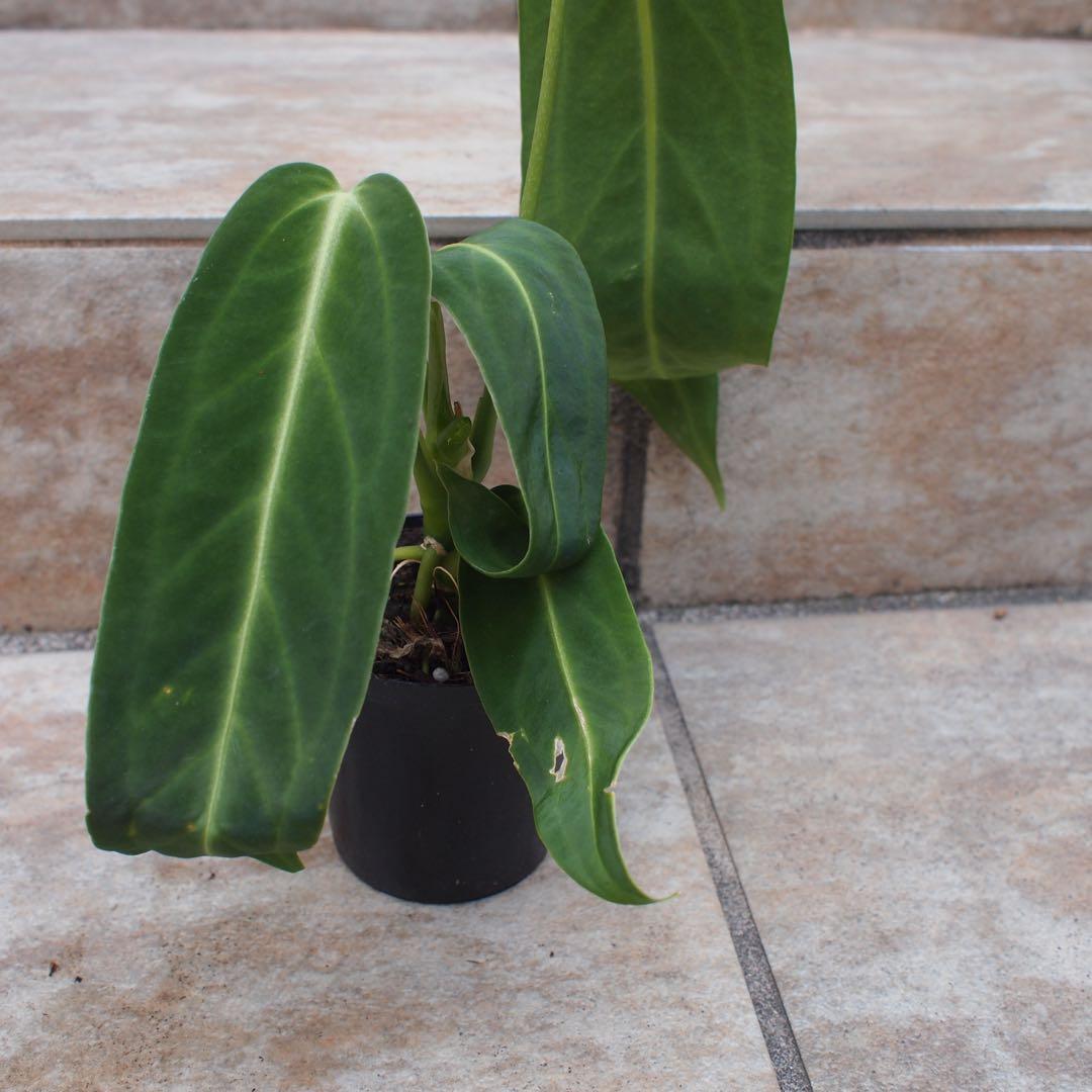 アンスリウム　ワロクアーナム　No.005　鉢、送料込　メルカリ便