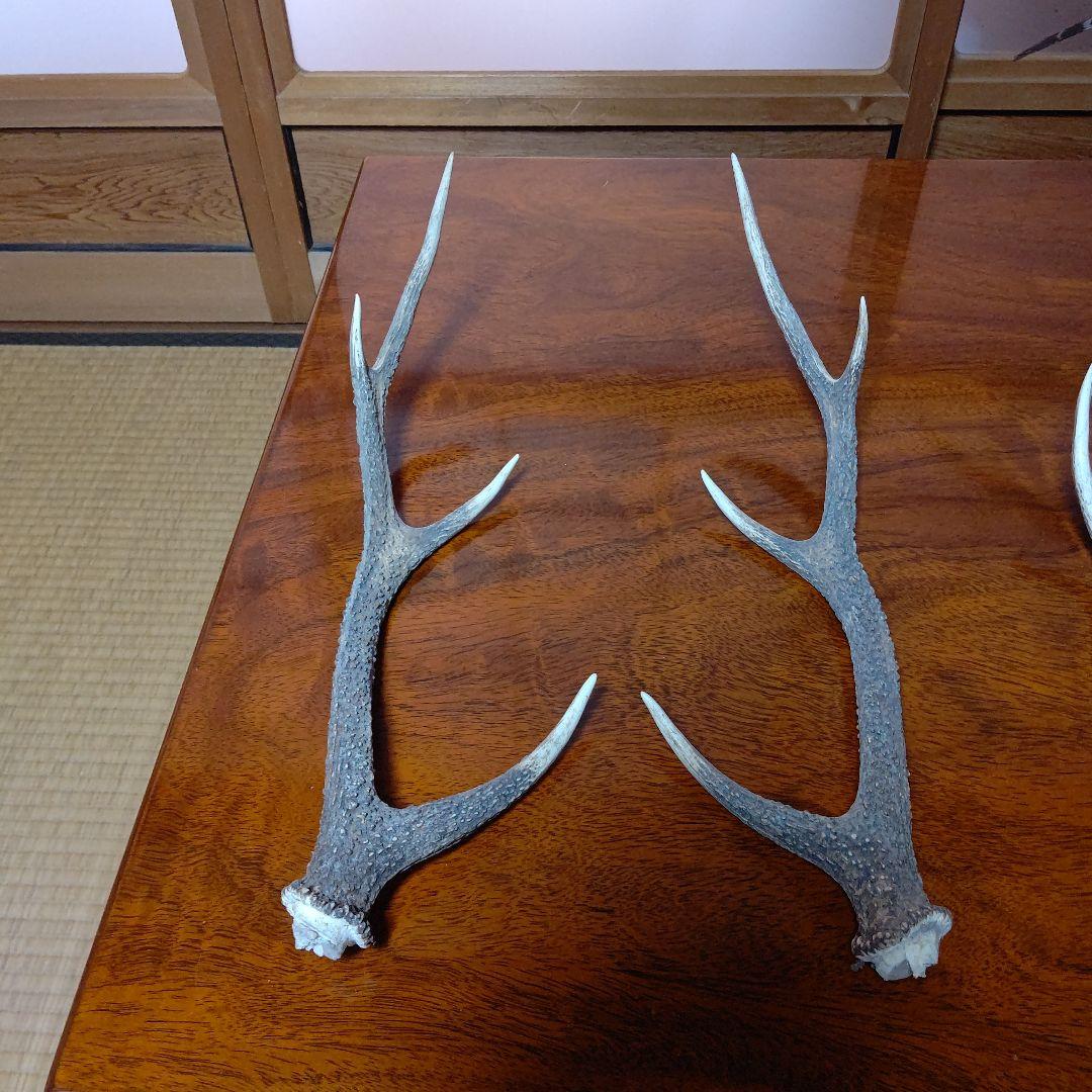 ‼️本物剥製‼️ 日本のキジ‼️プロが剥製‼️オマケ付き(o^－^o)