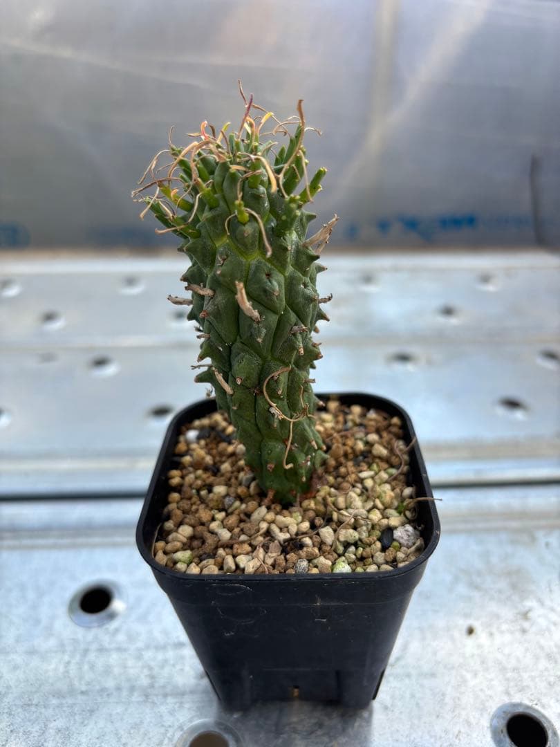 ユーフォルビア　闘牛角　スコエンランディ