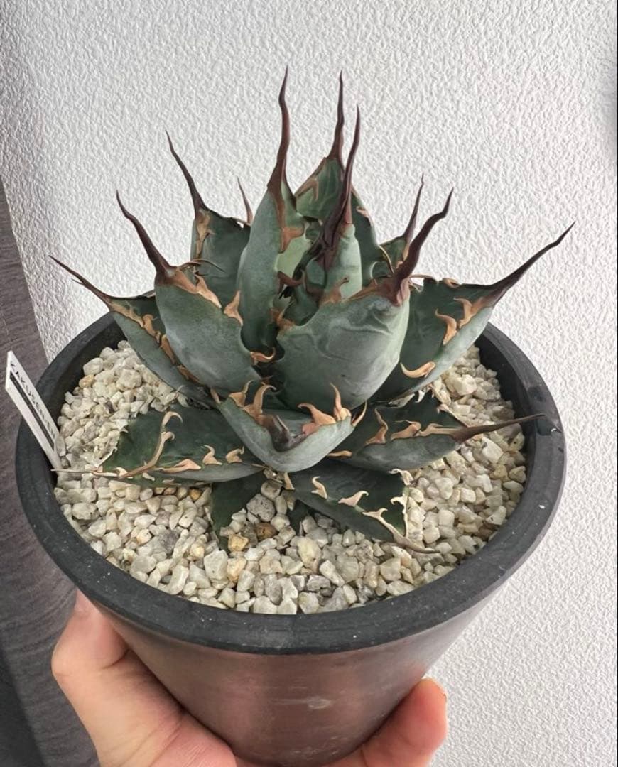 やーまん太郎様　植物