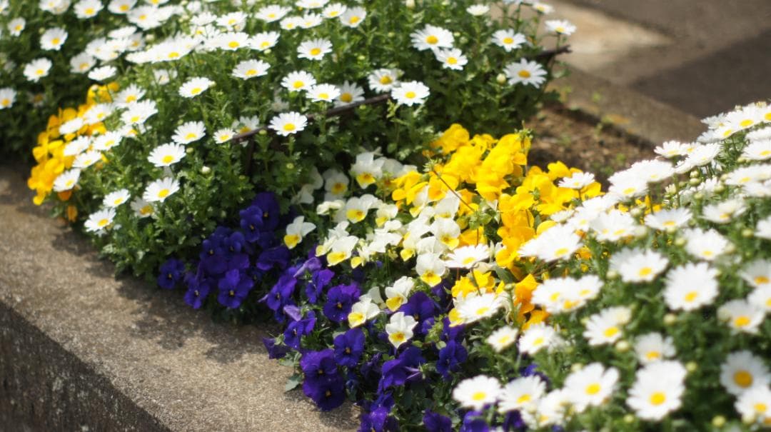 PENTAX SPF S-M-C TAKUMAR 1:1.8/55 整備済み