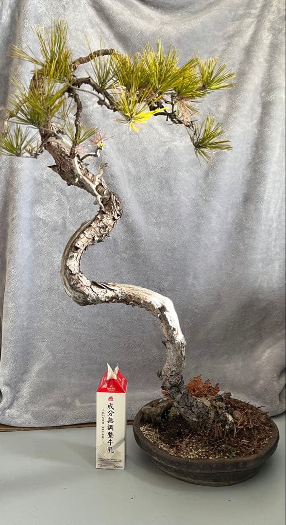 YUUTAさん専用　　赤松　文人盆栽　高さ95センチです