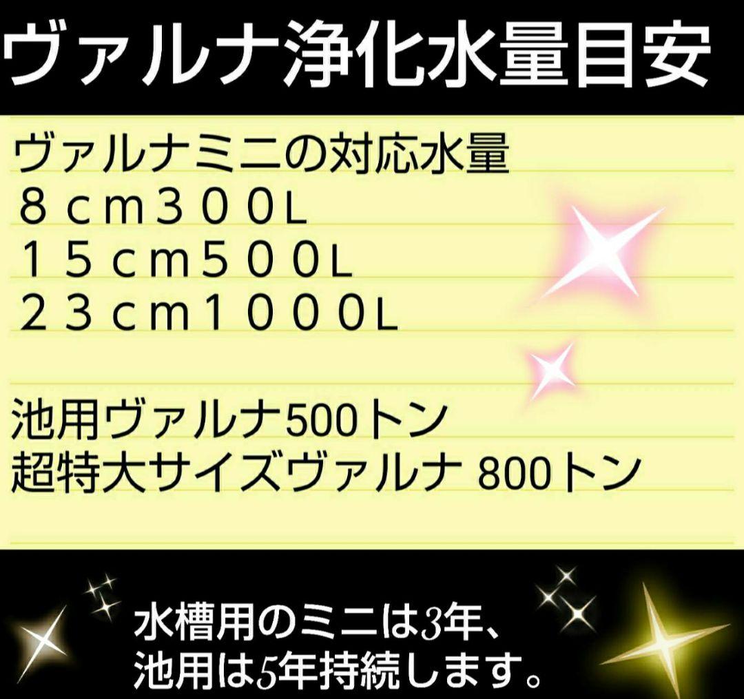 ヴァルナミニ　8センチ　水槽の透明度が抜群に！有害物質強力抑制！水替え不要に！