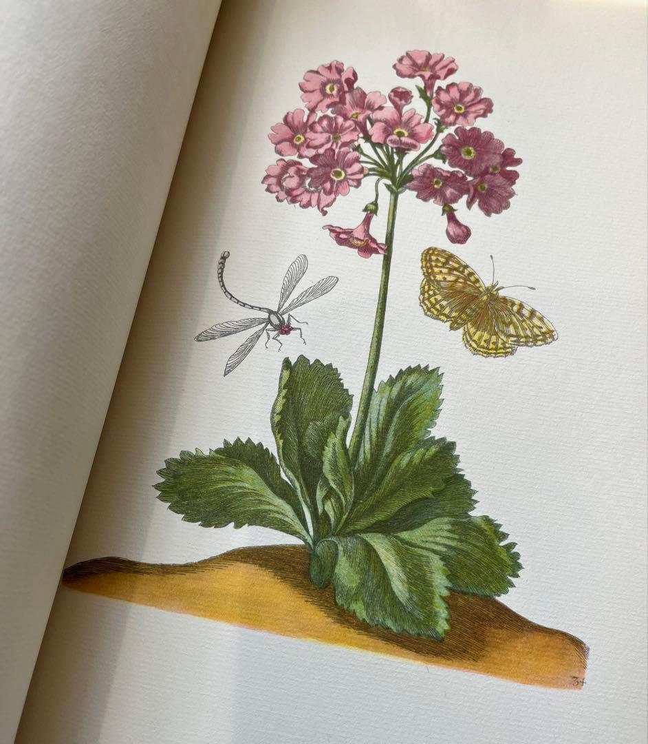 M.S. Merian お花図鑑　２冊　ヴィンテージ洋書　インゼル　初版1966