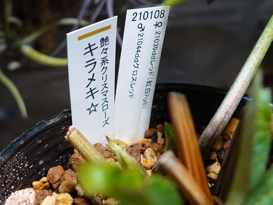 さつき クリスマスローズ dd キラメキ☆ 来季用