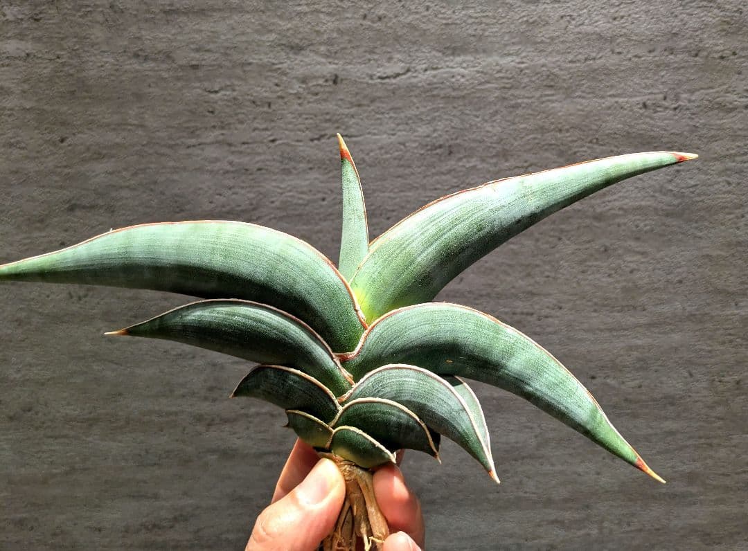 サンスベリア　ロリダ　超特大株　極上輸入株　ユーフォルビア　サボテン　アガベ