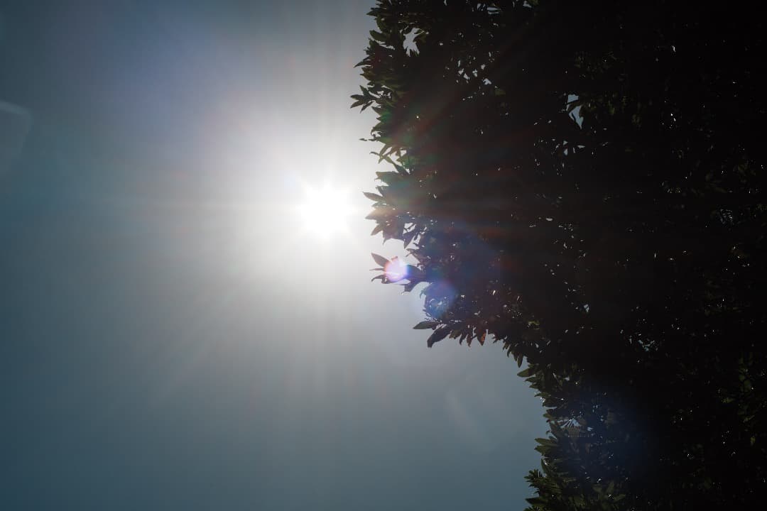 【整備＆テスト済】Canon FD 50mm F1.4 S.S.C 290