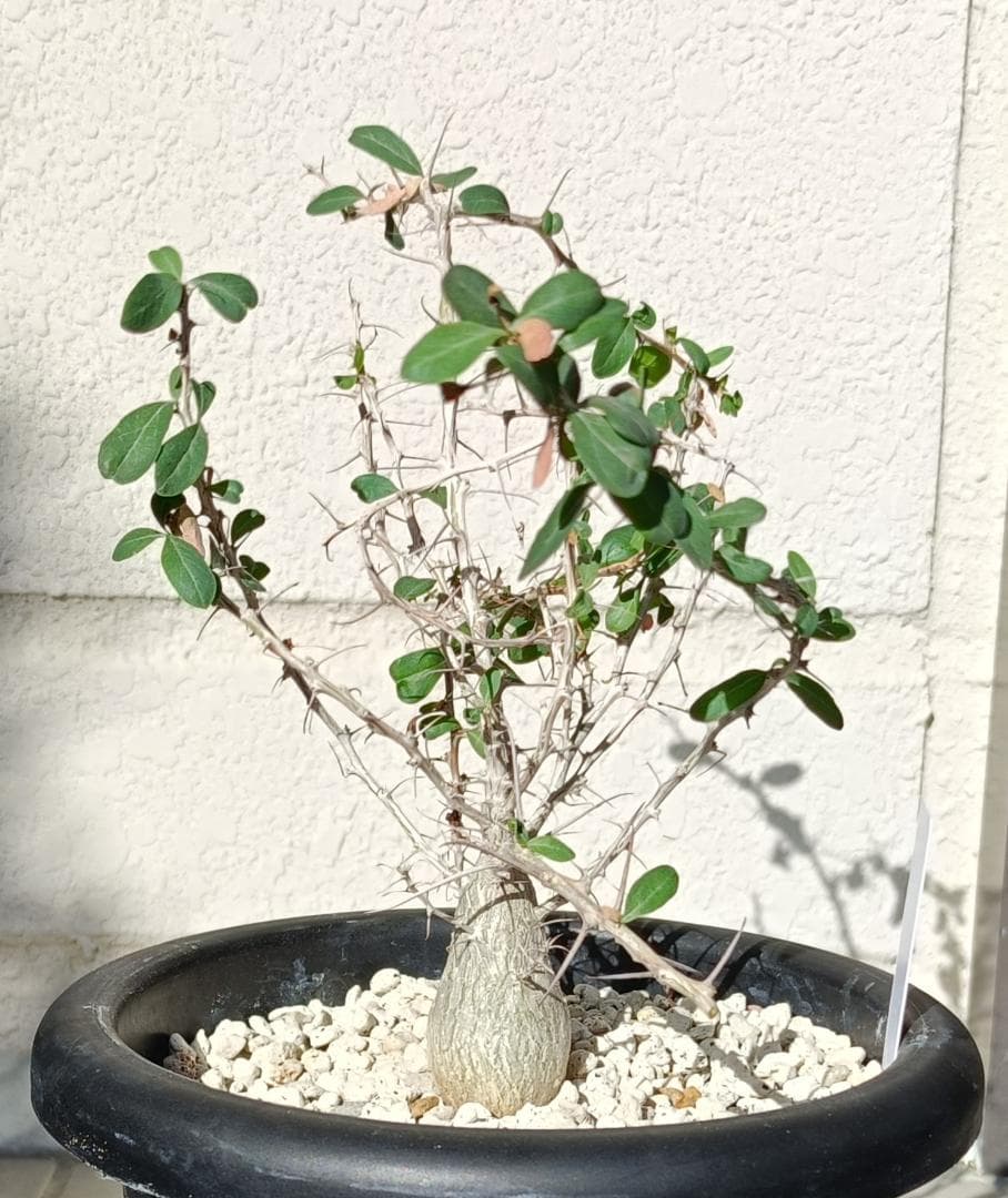 フォークイエリア コルムナリス 観峰玉　#7