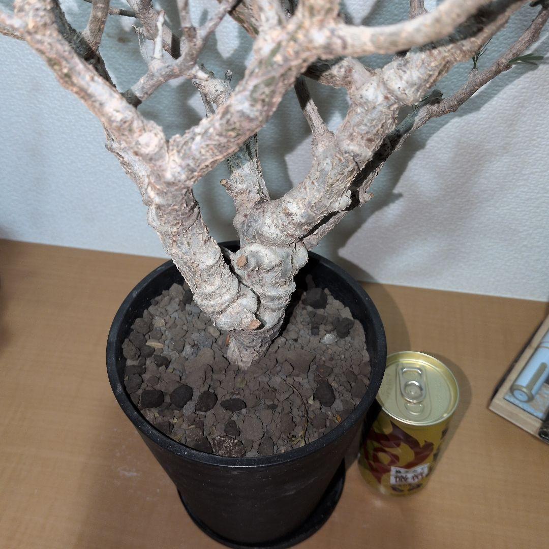 センナ　メリディオナリス　大株 （鉢付き)