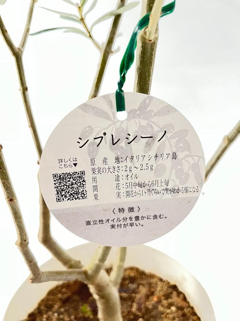 オリーブの木　シプレシーノ　8号　約140cm　NO.861　人気品種　現品掲載