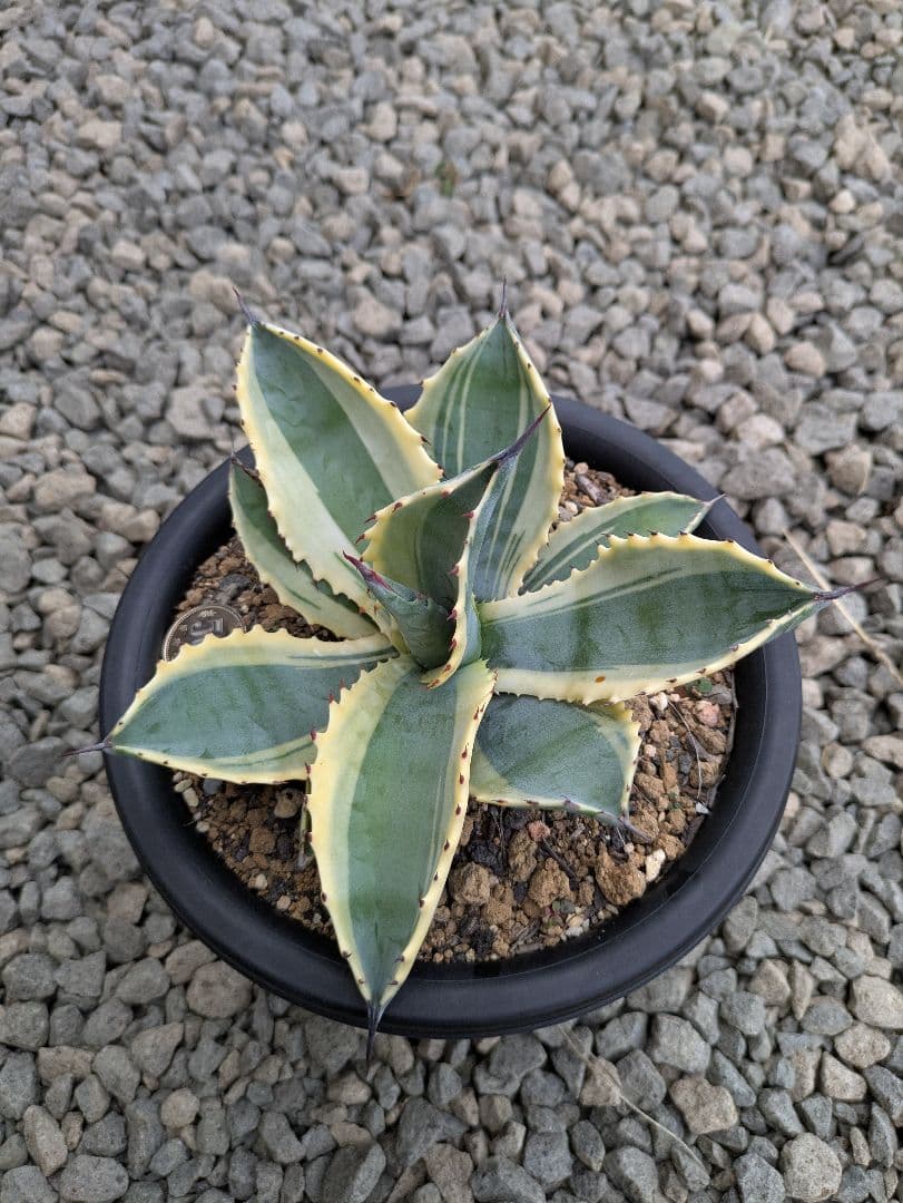 アガベ　リップルエフェクト子株