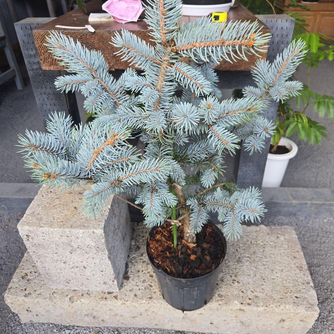 ⑨　ブンゲンス　トウヒ　ホプシー　７号　最高等級極上品‼️