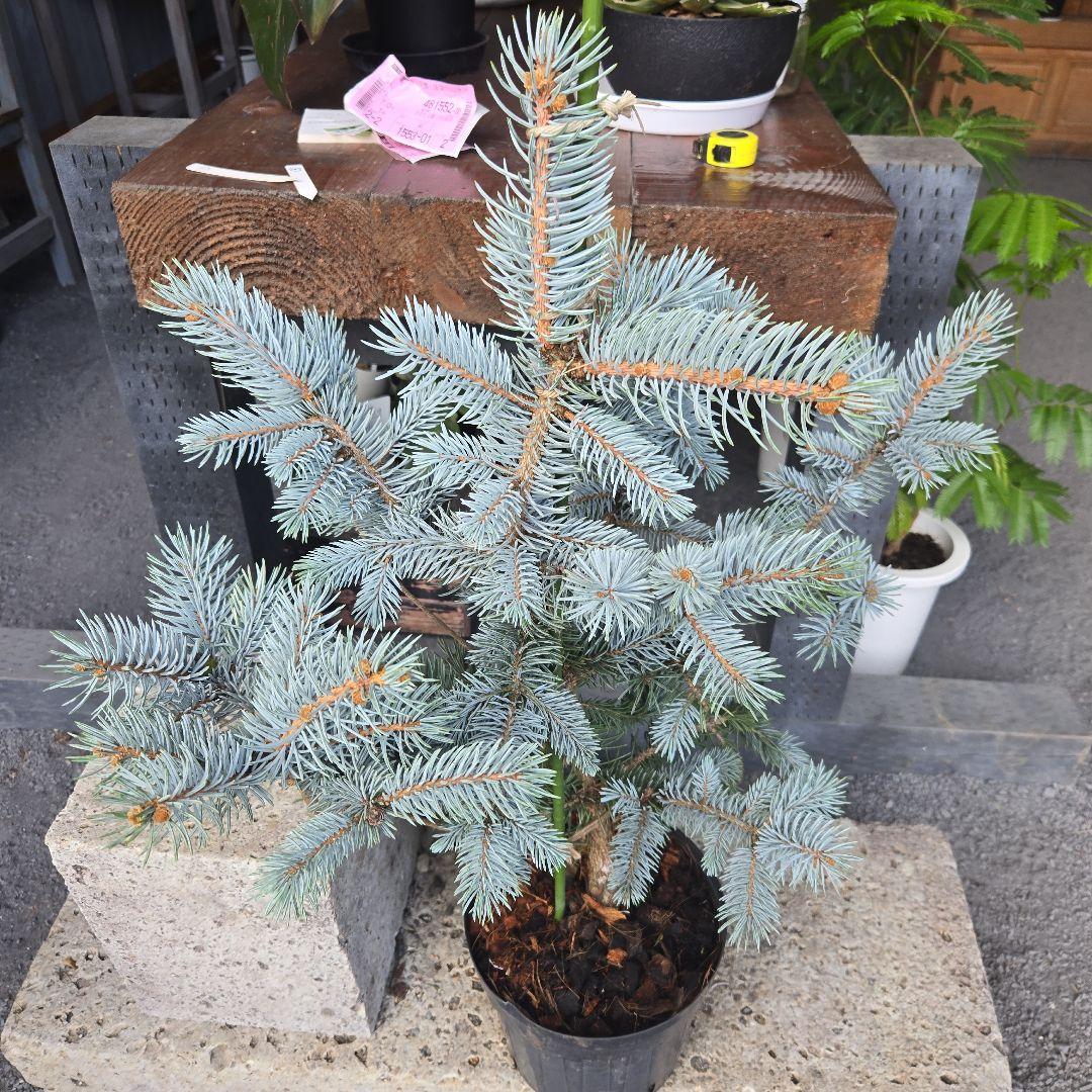 ⑨　ブンゲンス　トウヒ　ホプシー　７号　最高等級極上品‼️