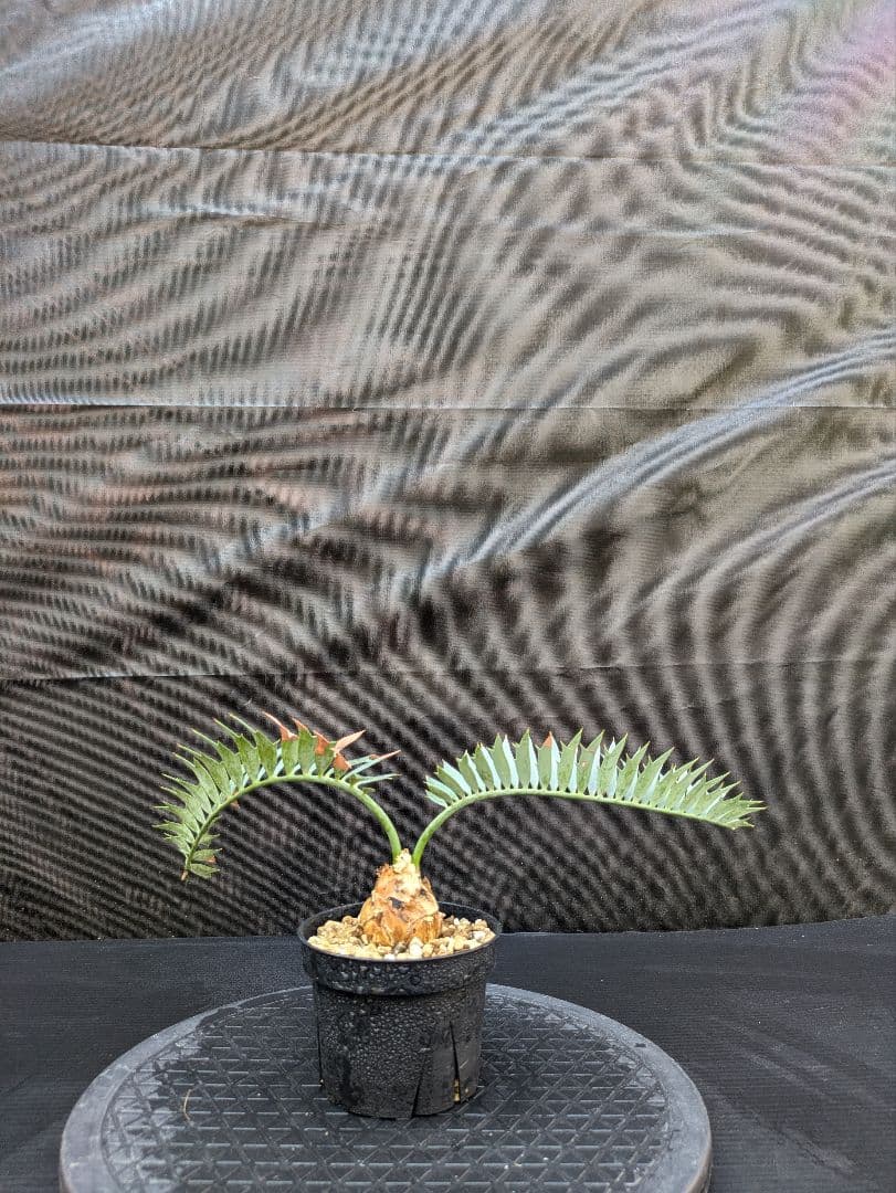 エンセファラルトス ホリダス /約5センチ球