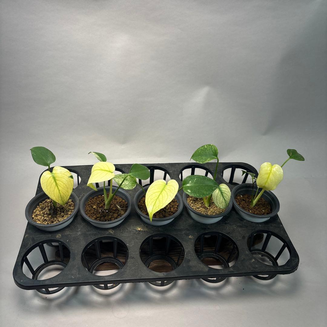 その他観葉植物 stella