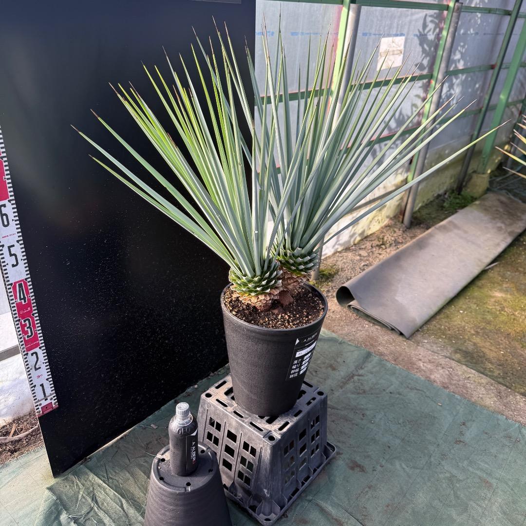 【AL1070】ユッカ　リギダ　バランスの良いダブルヘッド