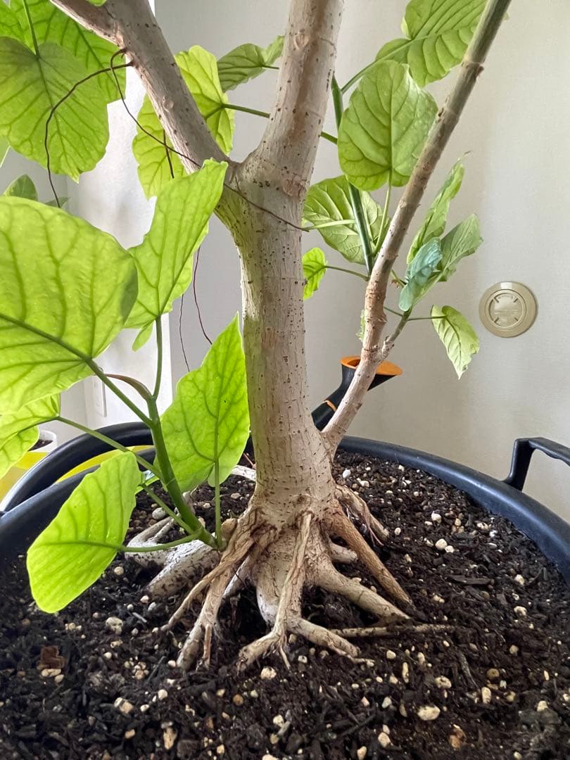 【引き取り優先・配達要相談】フィカス・ウンベラータ　特大　高さ：約200cm