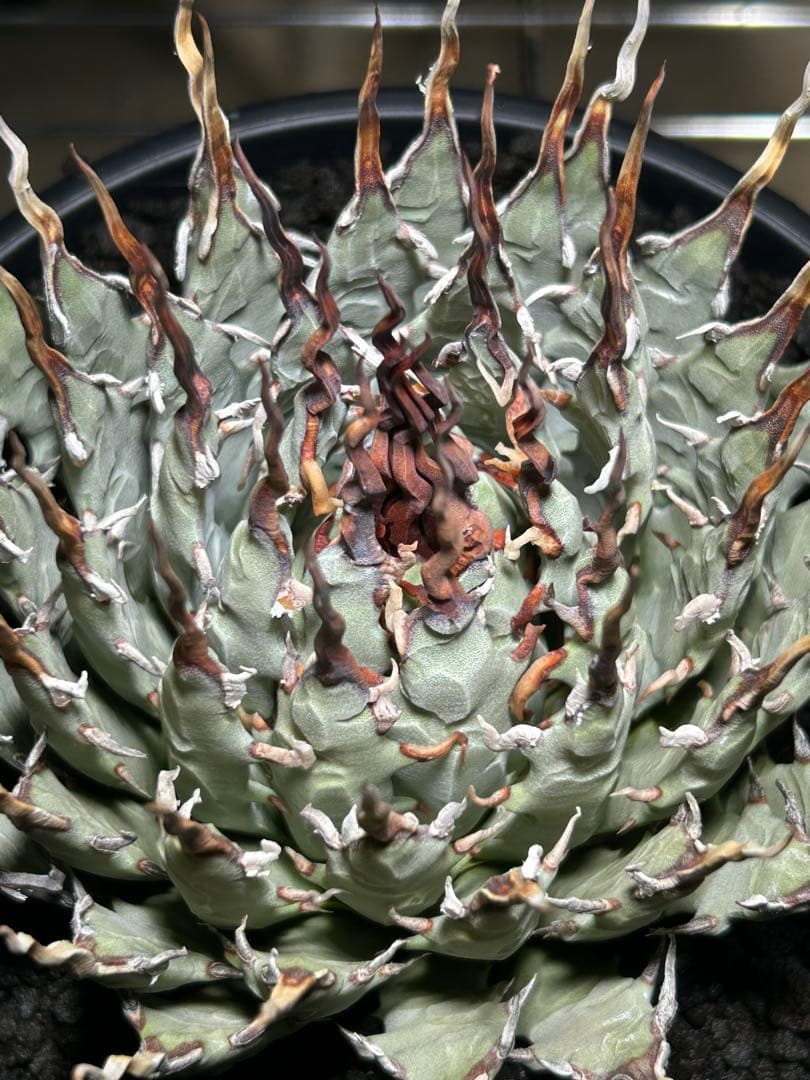 t*g様 Agave utahensis eborispina ユタエンシス 陽