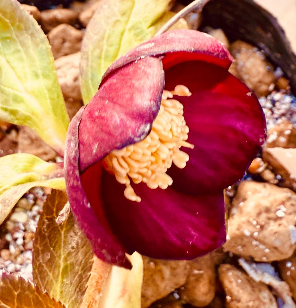 ★極上！希少！美しい丸弁、可愛いミスティークss深い紅★クリスマスローズ開花株