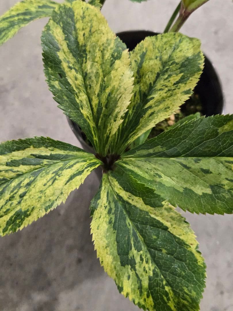 ☆クリスマスローズ☆多弁咲き☆班入り☆